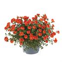 Bild von Ej Portulaca P19 Orange